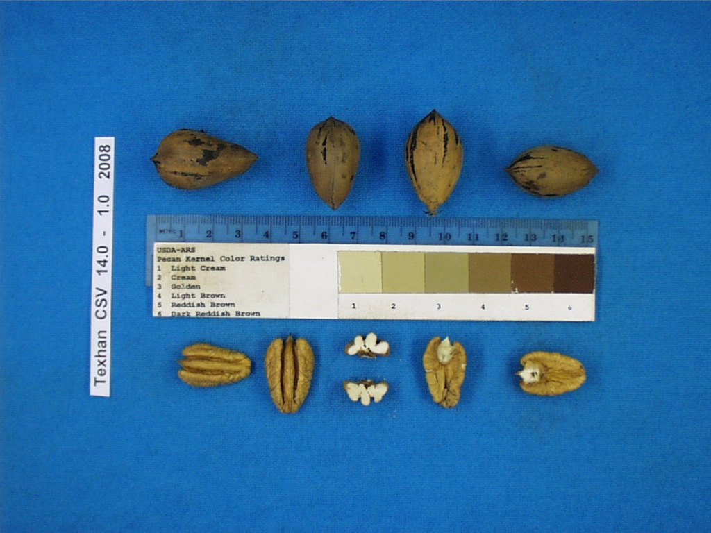 Click for 3 image(s) for this accession. Image